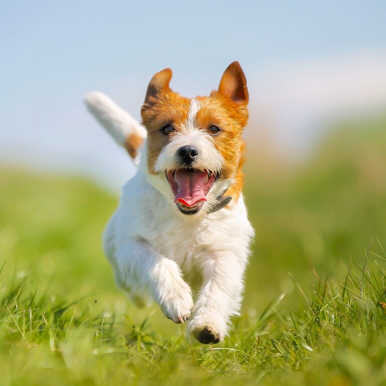 Dental sticks - Høsnarungi