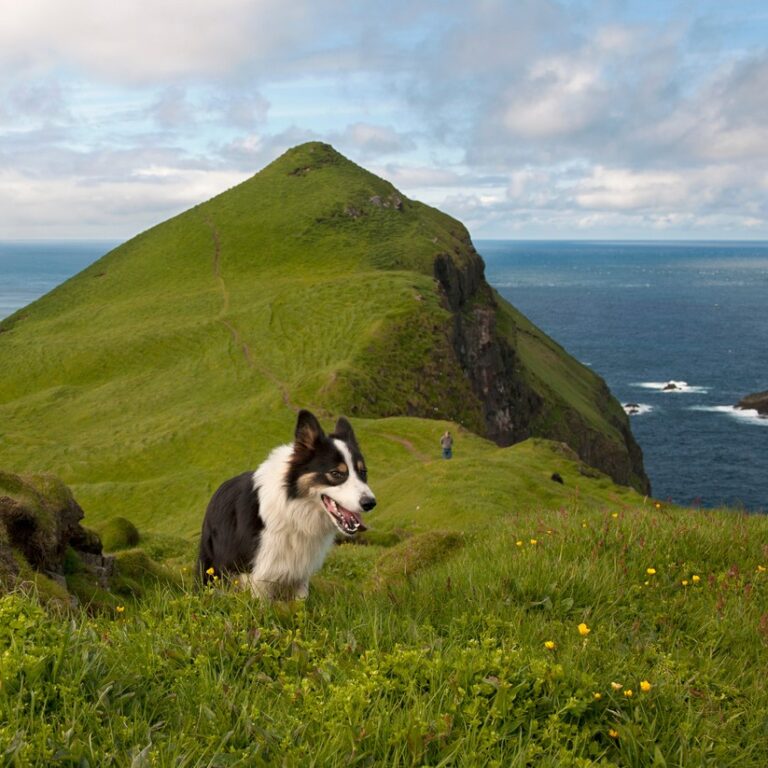 Ficcaro - Soft Rabbit Cubes