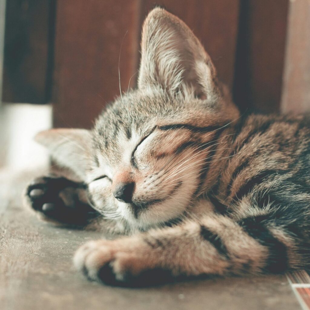 Specific FPD Kitten 2 kg