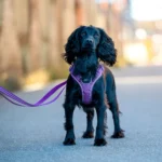 Comfort Walk Go™ Hundareim