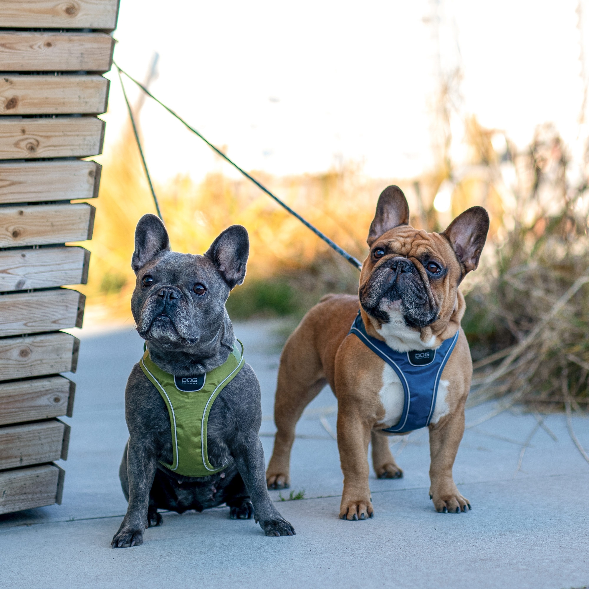 Comfort Walk Go™ Hundareim