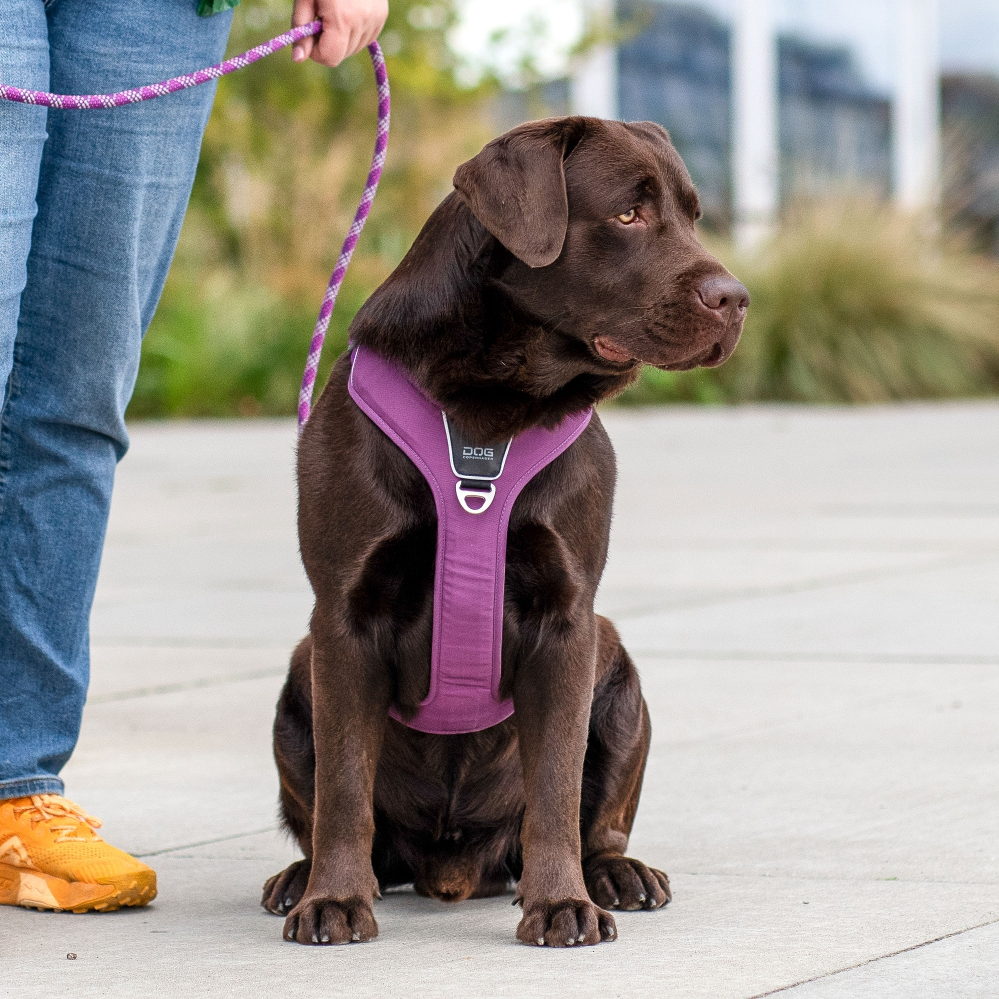Comfort Walk Pro™ Hundareim