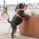 Comfort Walk Pro™ Hundareim