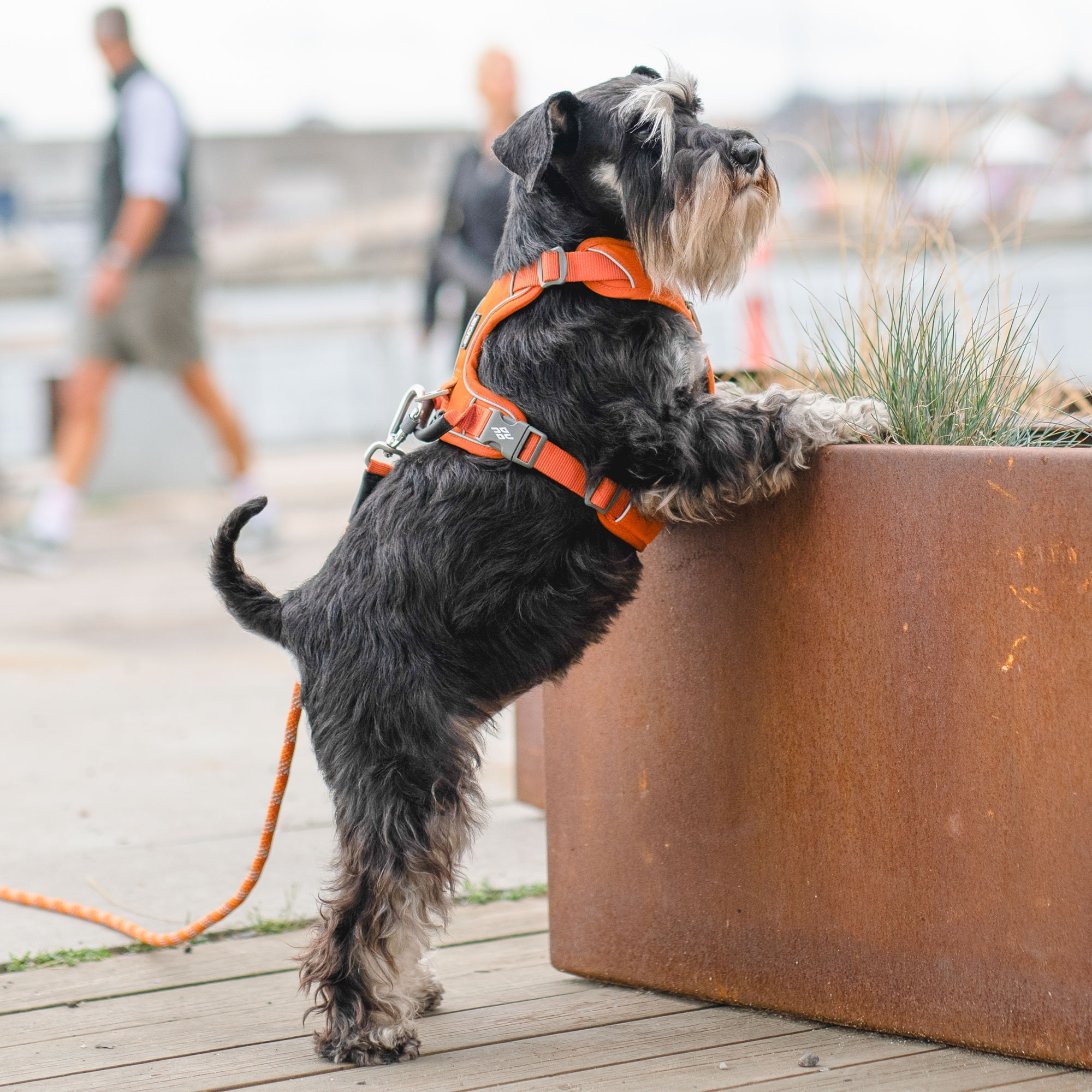 Comfort Walk Pro™ Hundareim
