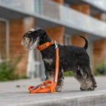Urban Trail™ Hundaband