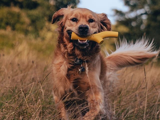 Beco Natural Rubber Stick, gul